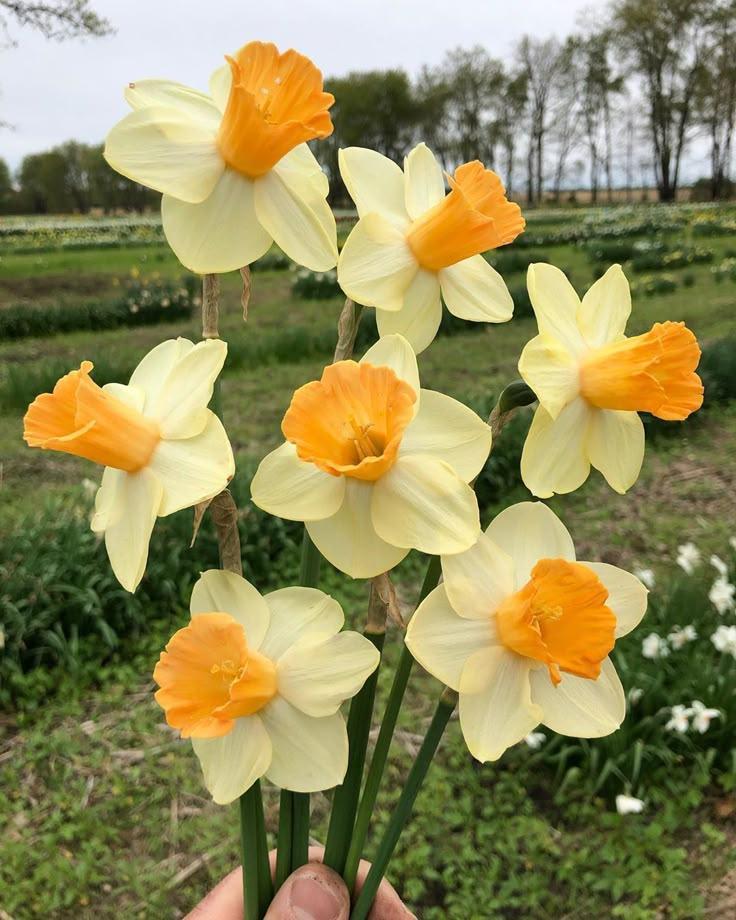 Mystic Meadow Wildflower Blend
